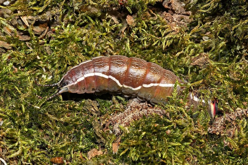 Greater fork tail