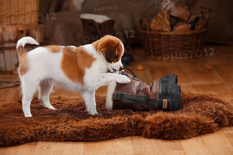 Kooikerhondje