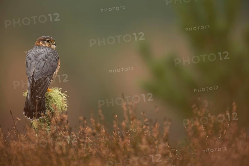 Merlin