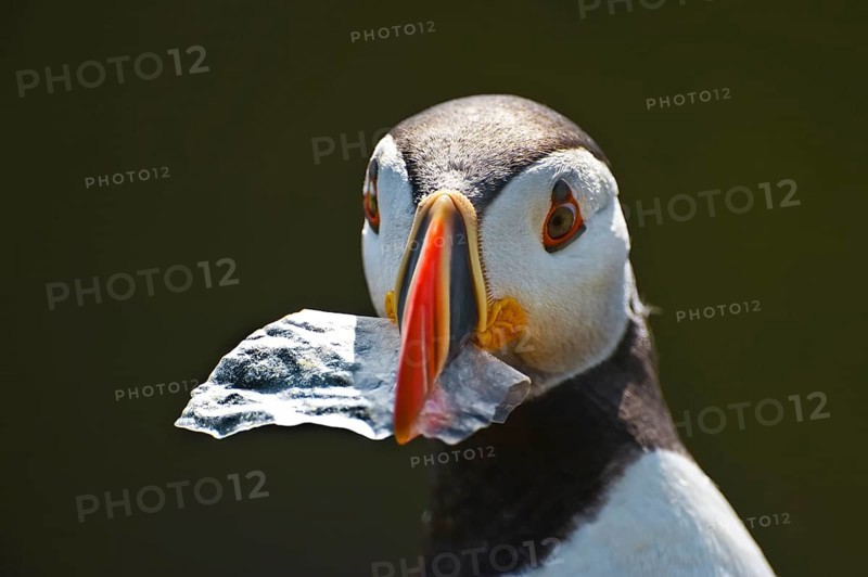 Adult puffin