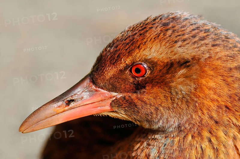 Weka