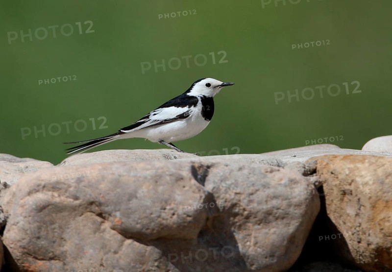 Pied Wagtail
