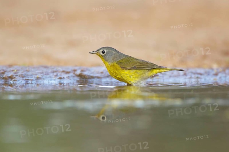 Nashville warbler
