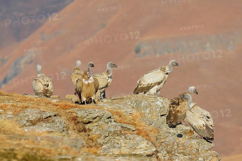 Cape griffon