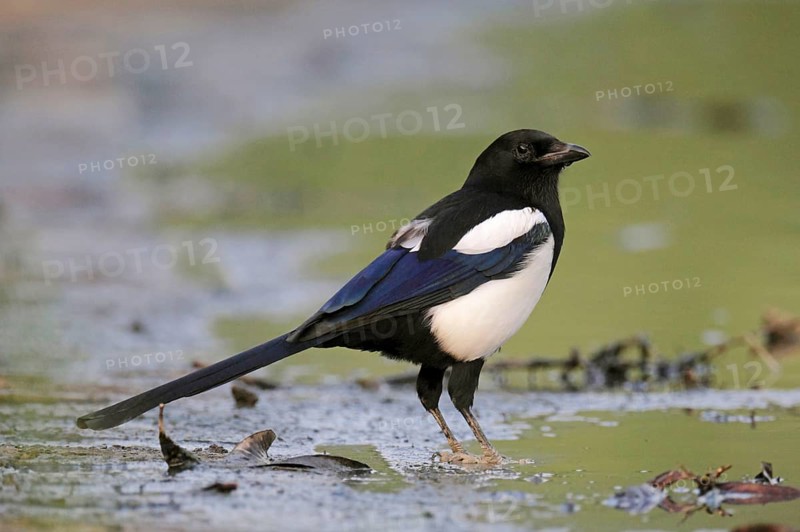 Common Magpie