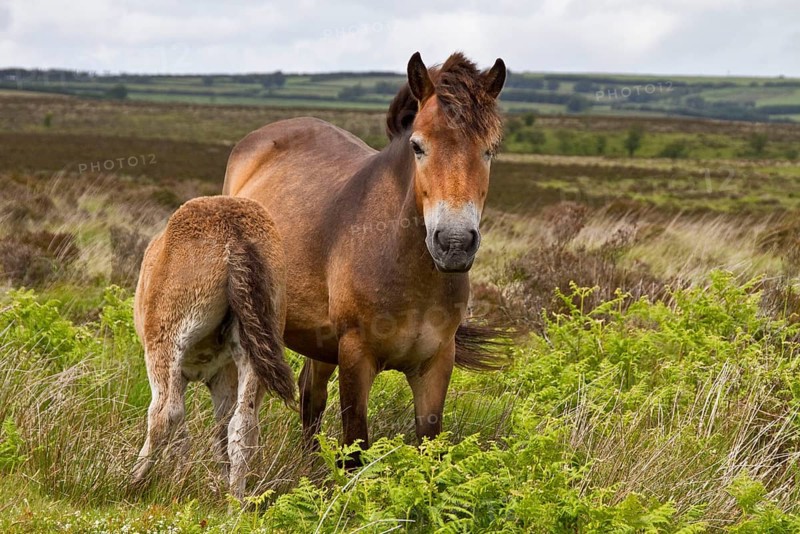 The Exmoor pony is a breed of horse native to the British Isles