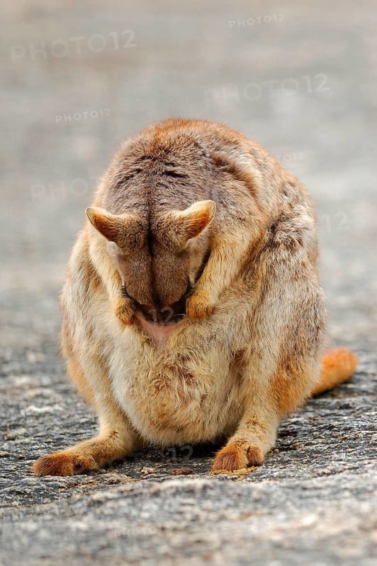 Mareeba Rock Wallaby