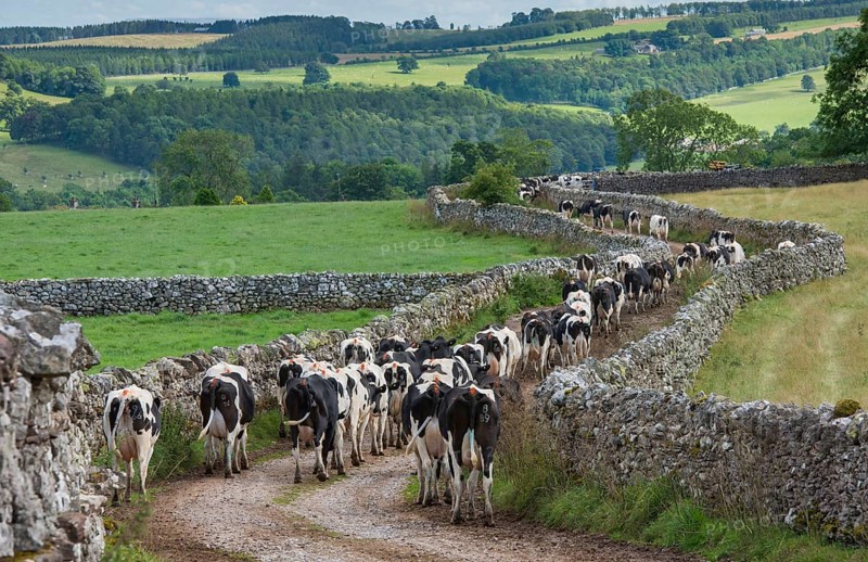 Domestic cattle
