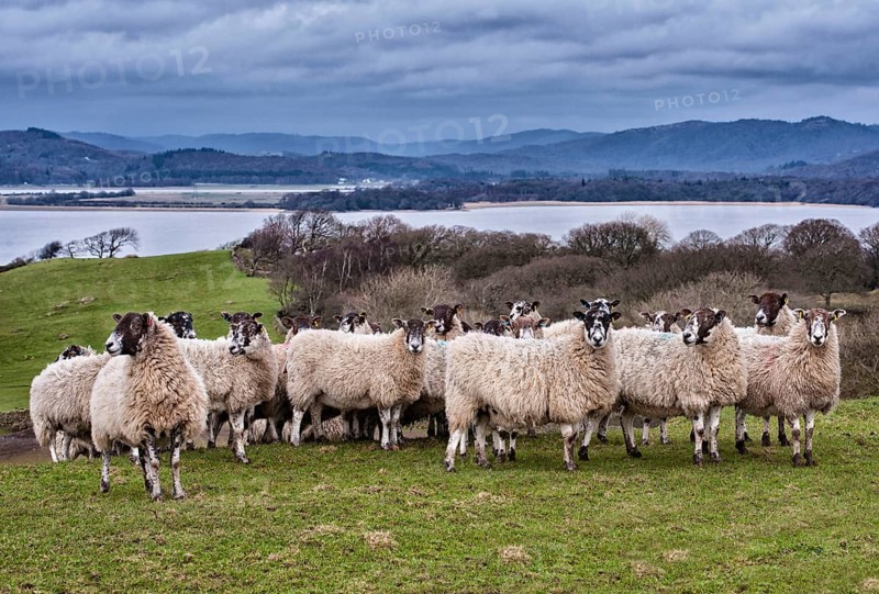Domestic Sheep