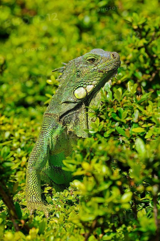 Green iguana