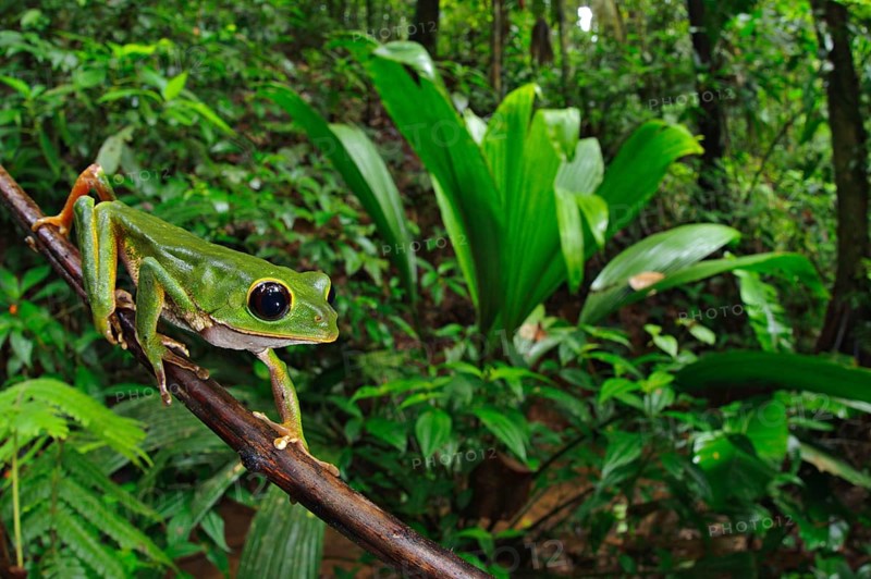 Black-eyed sea frog