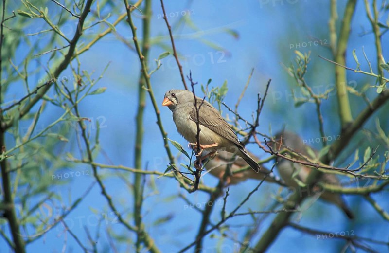 Zebra Finch