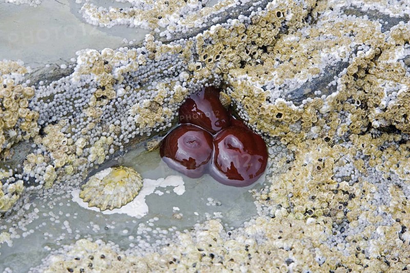 Beadlet Anemone