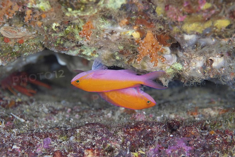 Bicolour Anthias