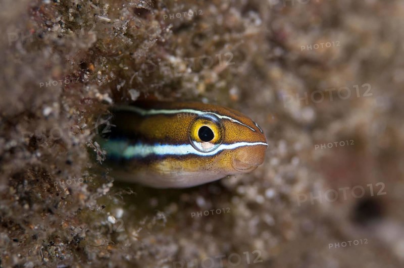 Bluestriped fangblenny