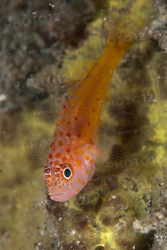 Coral Goby