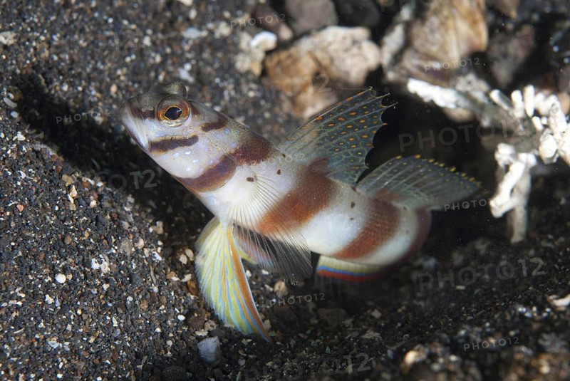 Diagonal Shrimpgoby