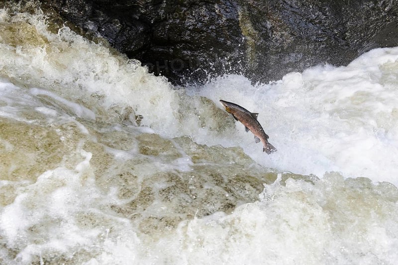 Adult atlantic salmon