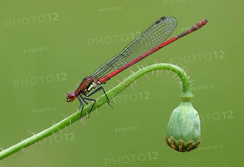 Early damselfly