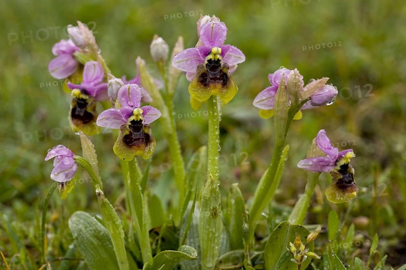 Flowering sawfly orchid