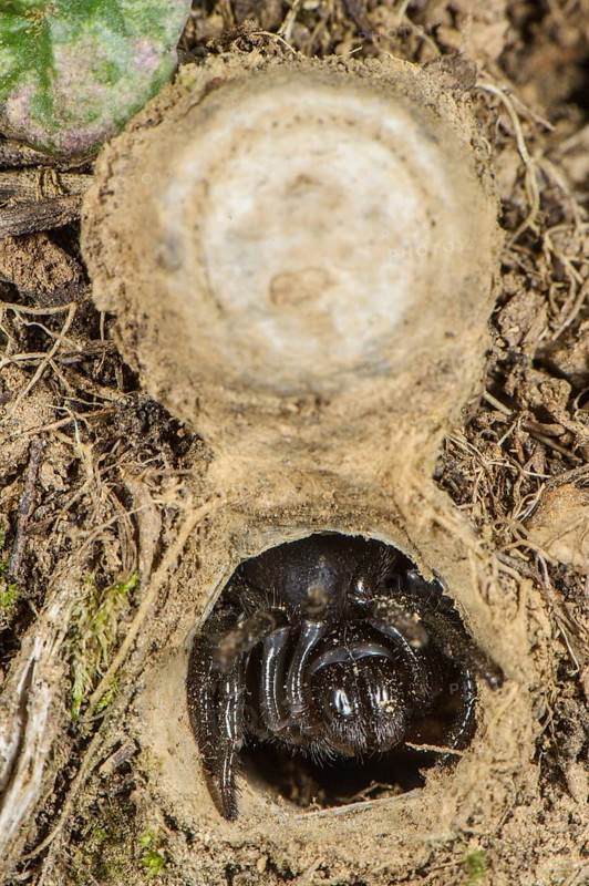 Moggridge's Trapdoor Spider