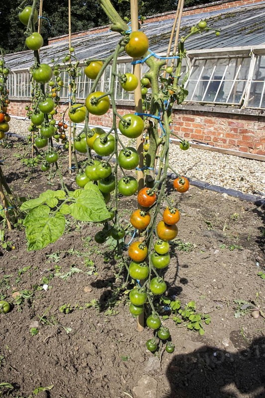 Tomato