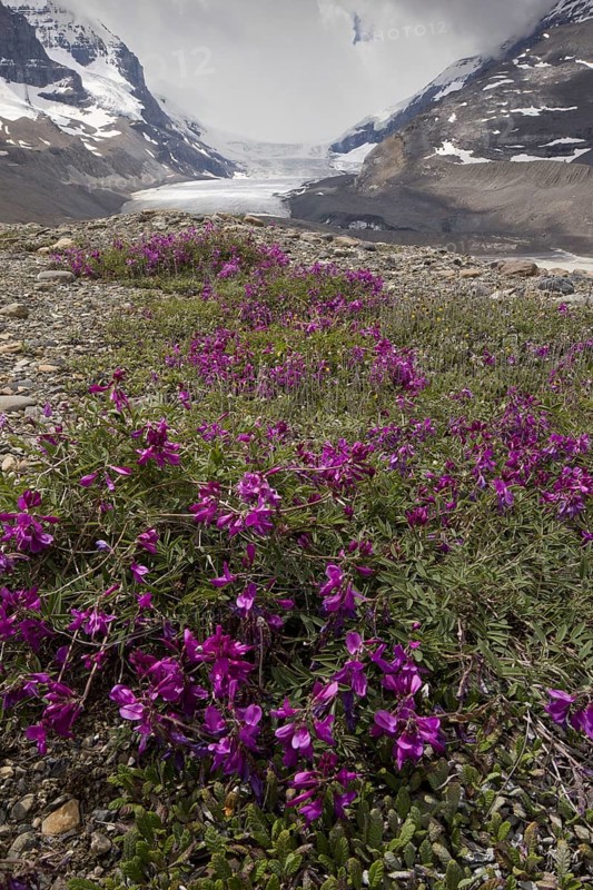 Northern Sweet Vetch