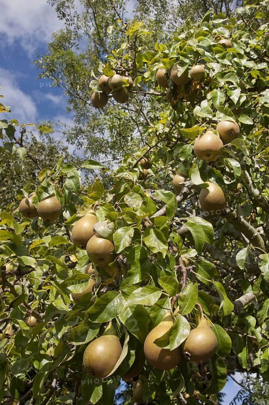Common european pear