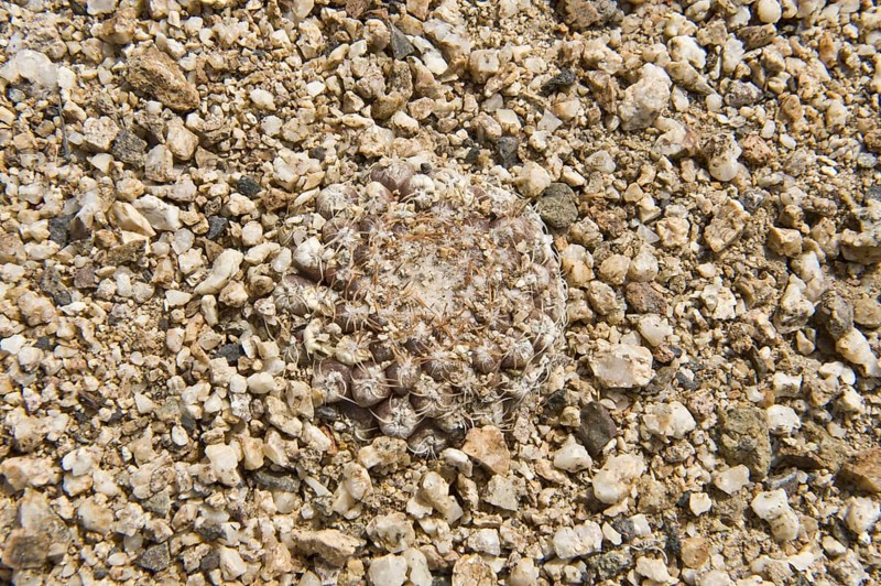 Copiapoa