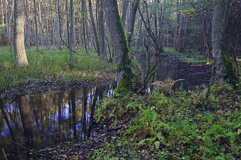 The Briese river in autumn in the Briese Valley landscape conservation area near Berlin
