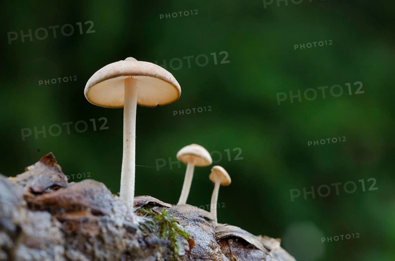 (Baeospora myosurus)