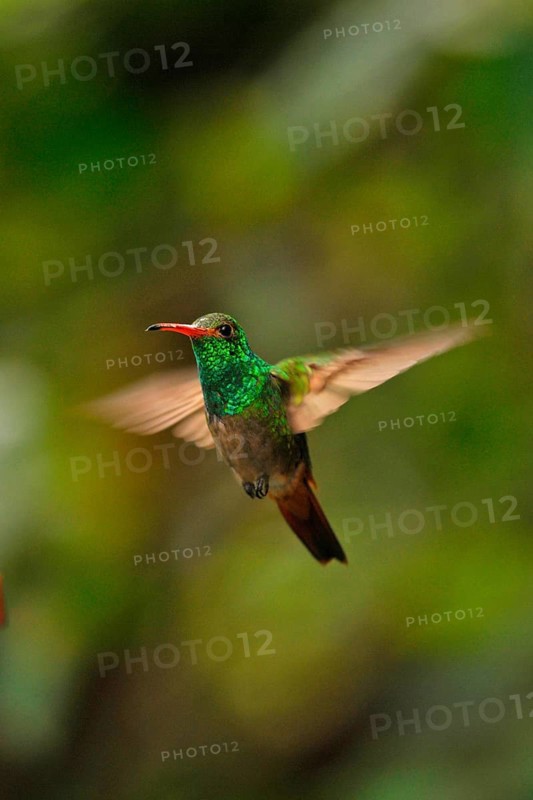 Rufous-tailed azily