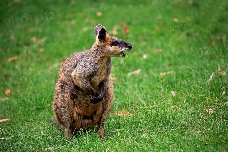 Agile wallaby