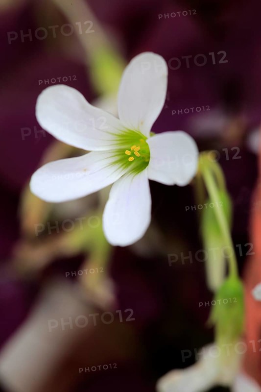 Violet clover