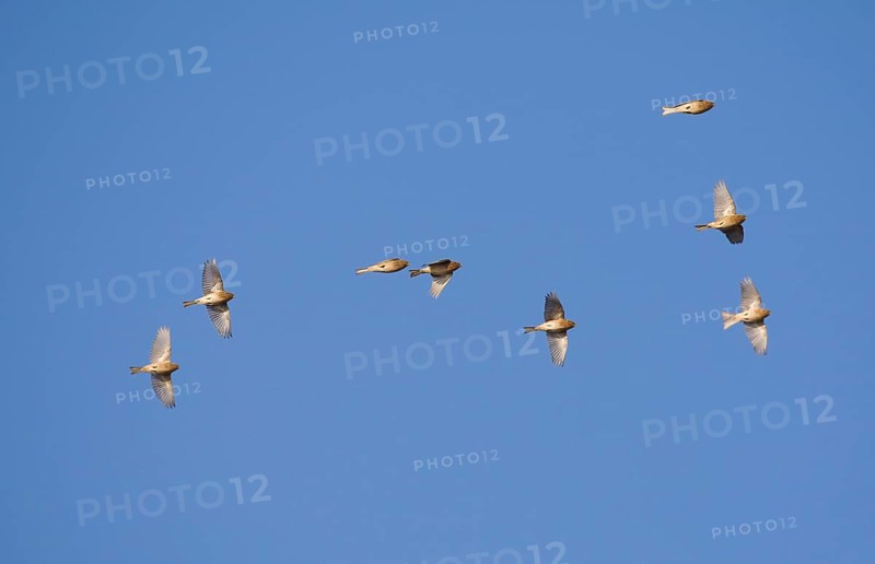 Twite