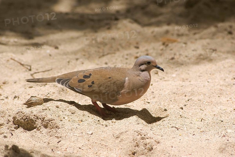 Eared dove