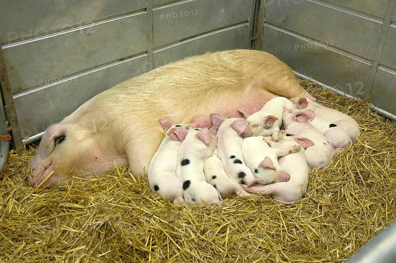 Domestic Pig