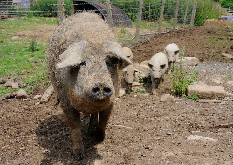 Domestic pig