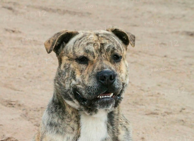 Domestic dog