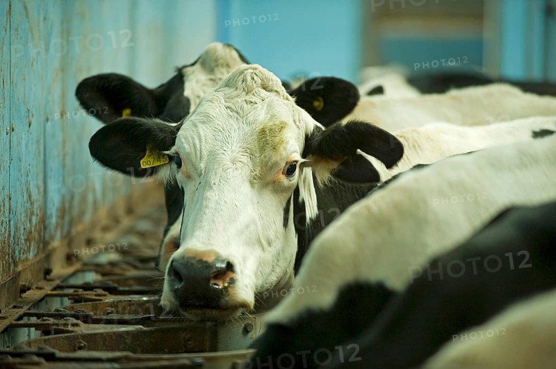 Domestic cattle