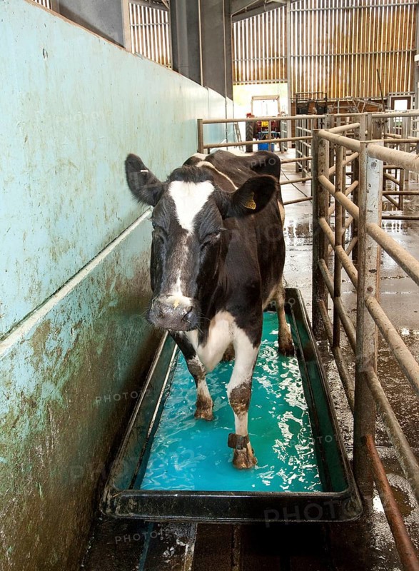 Dairy farming