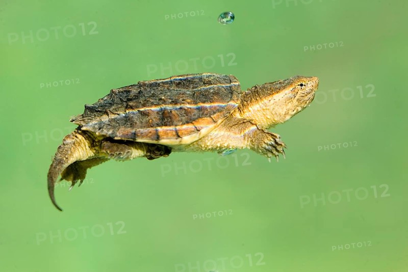 Common Snapping Turtle