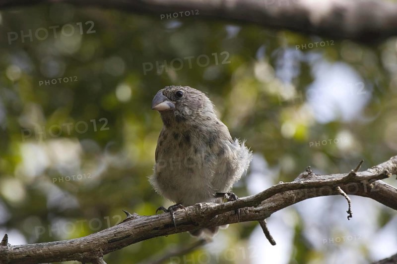 Small-billed Darwin Finch