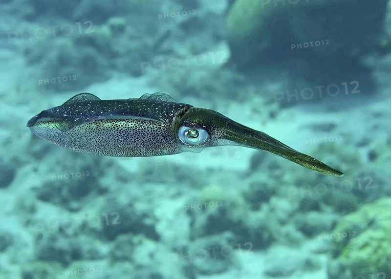 Caribbean Reef Squid