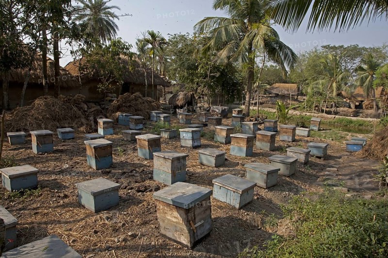 Beekeeping