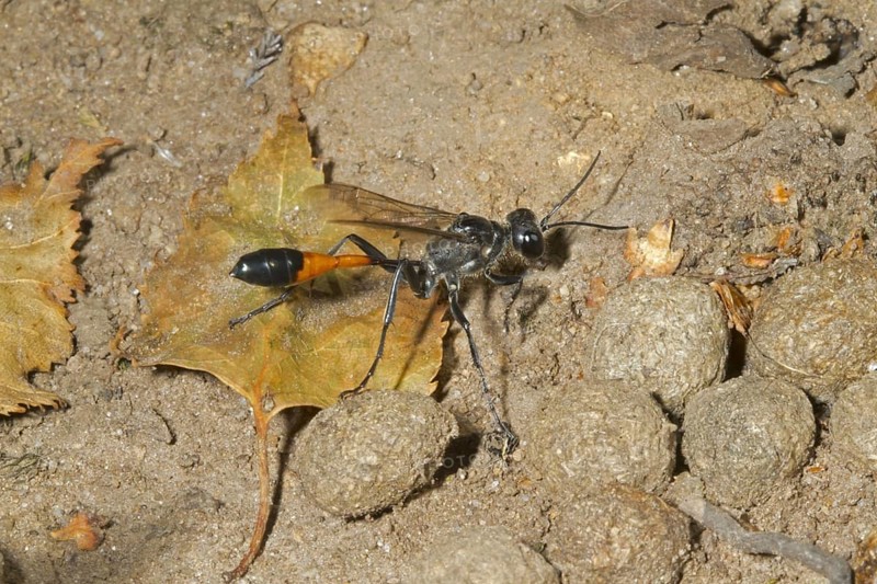 Common Sand Wasp