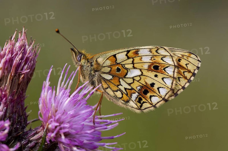Small pearl-bordered small pearl-bordered fritillary