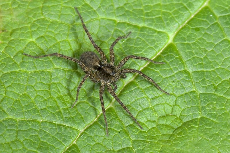 Wolfspider