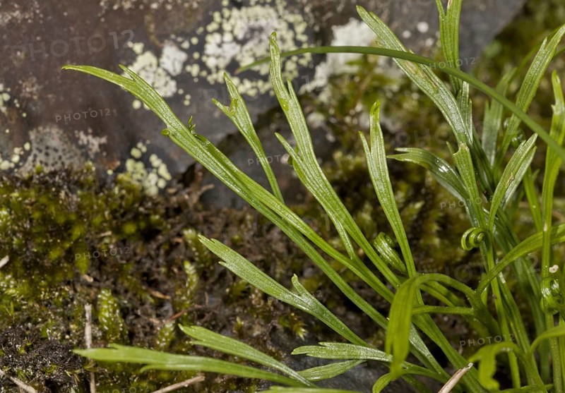 Northern striped fern