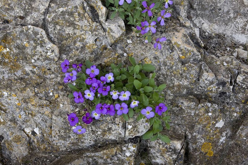 Common lilacbush